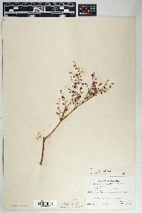 Eriogonum deflexum var. deflexum image