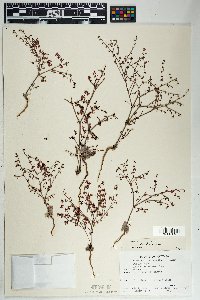 Eriogonum deflexum image
