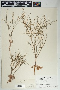 Eriogonum deflexum image