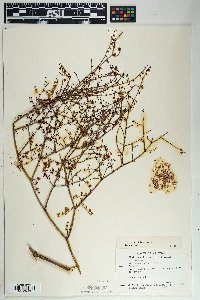 Eriogonum deflexum var. deflexum image