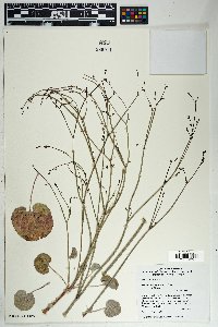 Eriogonum deflexum image
