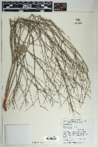 Eriogonum deflexum var. deflexum image