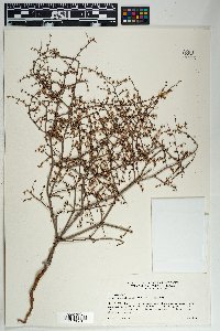 Eriogonum deflexum image