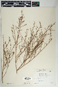 Eriogonum deflexum image