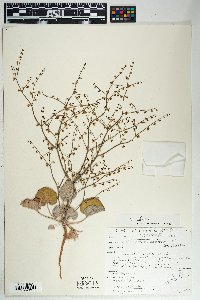 Eriogonum deflexum image