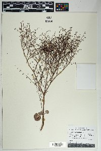 Eriogonum deflexum image