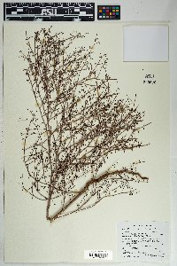 Eriogonum deflexum image