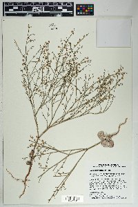 Eriogonum deflexum image