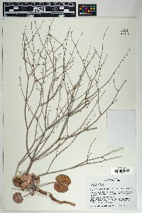 Eriogonum deflexum image