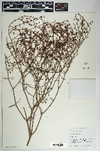 Eriogonum deflexum image