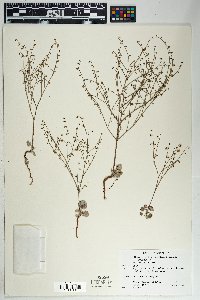 Eriogonum deflexum image