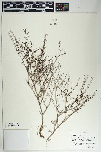 Eriogonum deflexum image