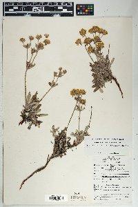 Eriogonum arcuatum image