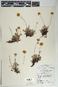 Eriogonum arcuatum image