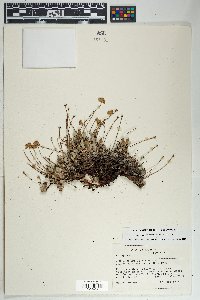Eriogonum arcuatum image
