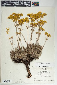 Eriogonum arcuatum image