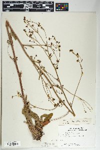 Eriogonum alatum var. mogollense image