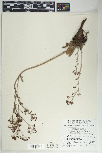Eriogonum alatum image