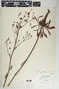 Eriogonum alatum image