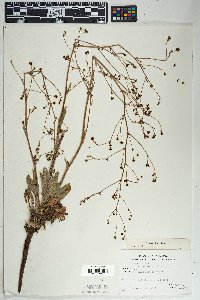 Eriogonum alatum image