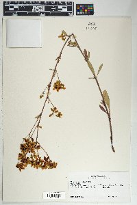 Eriogonum alatum image
