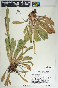 Eriogonum alatum image