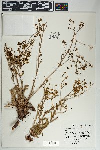 Eriogonum alatum image