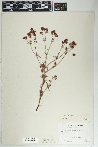 Eriogonum abertianum image