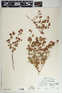 Eriogonum abertianum image