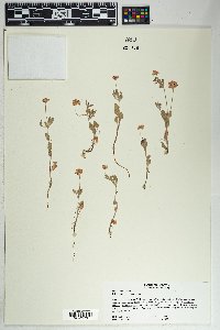 Eriogonum abertianum image