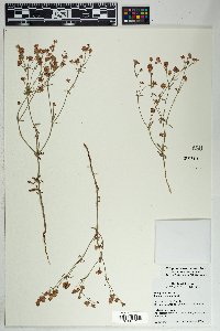 Eriogonum abertianum image