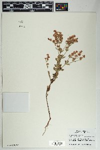 Eriogonum abertianum image