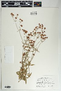 Eriogonum abertianum image