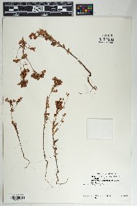 Eriogonum abertianum image