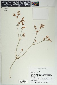 Eriogonum abertianum image