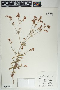 Eriogonum abertianum image