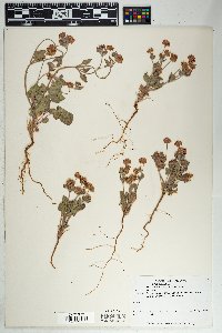 Eriogonum abertianum image