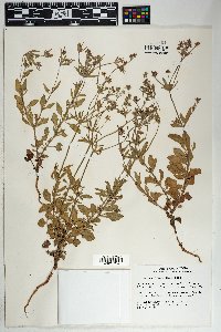 Eriogonum abertianum image