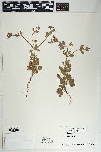 Eriogonum abertianum image