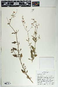 Eriogonum abertianum image