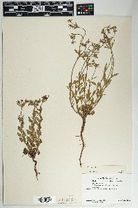 Eriogonum abertianum image