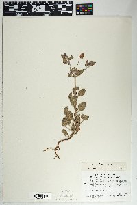 Eriogonum abertianum image