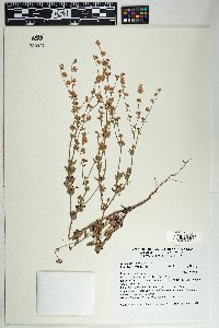 Eriogonum abertianum image