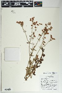 Eriogonum abertianum image