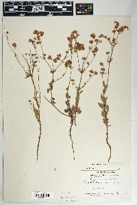 Eriogonum abertianum image