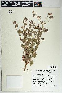 Eriogonum abertianum image