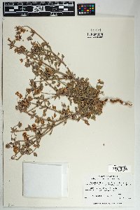 Eriogonum abertianum image