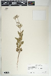 Eriogonum abertianum image