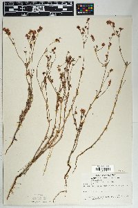 Eriogonum abertianum image