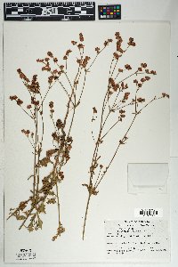 Eriogonum abertianum image